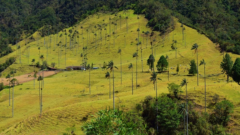 Cocora Valley: A Natural Paradise in Colombia
