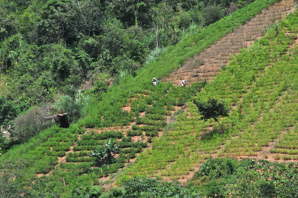 Despite coca paste price decrease, Colombia remains the world's coca top producer.