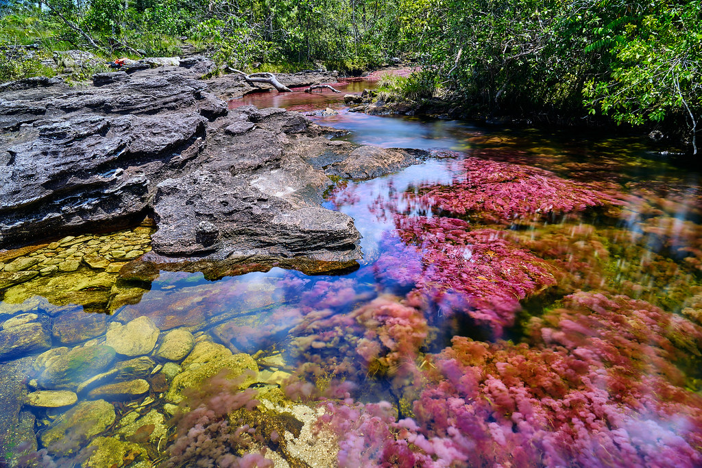 Caño Cristales is the most beautiful river in Colombia