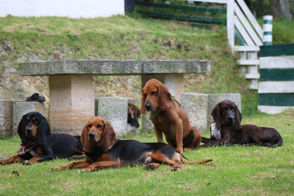 Colombian fino hound dog breed