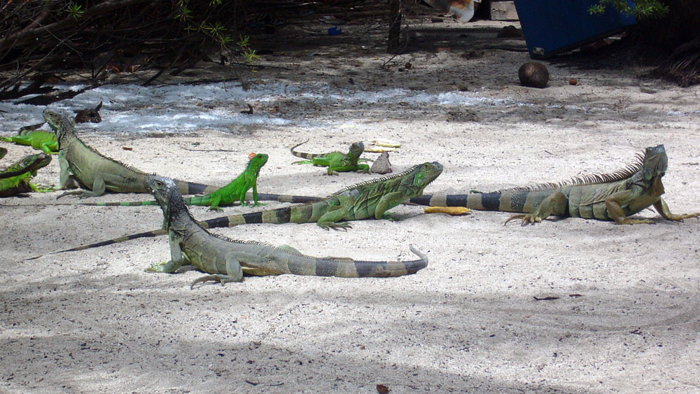 iguana in Colombia