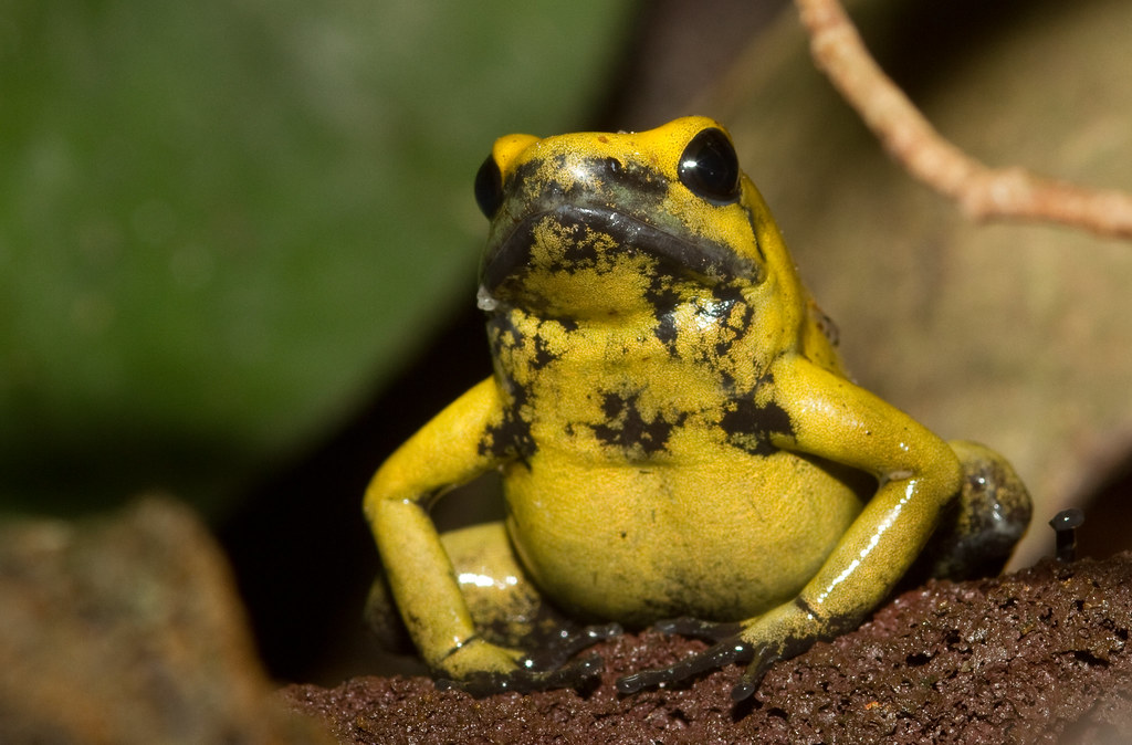 Golden poison frog is victim of wildlife trafficking in Colombia