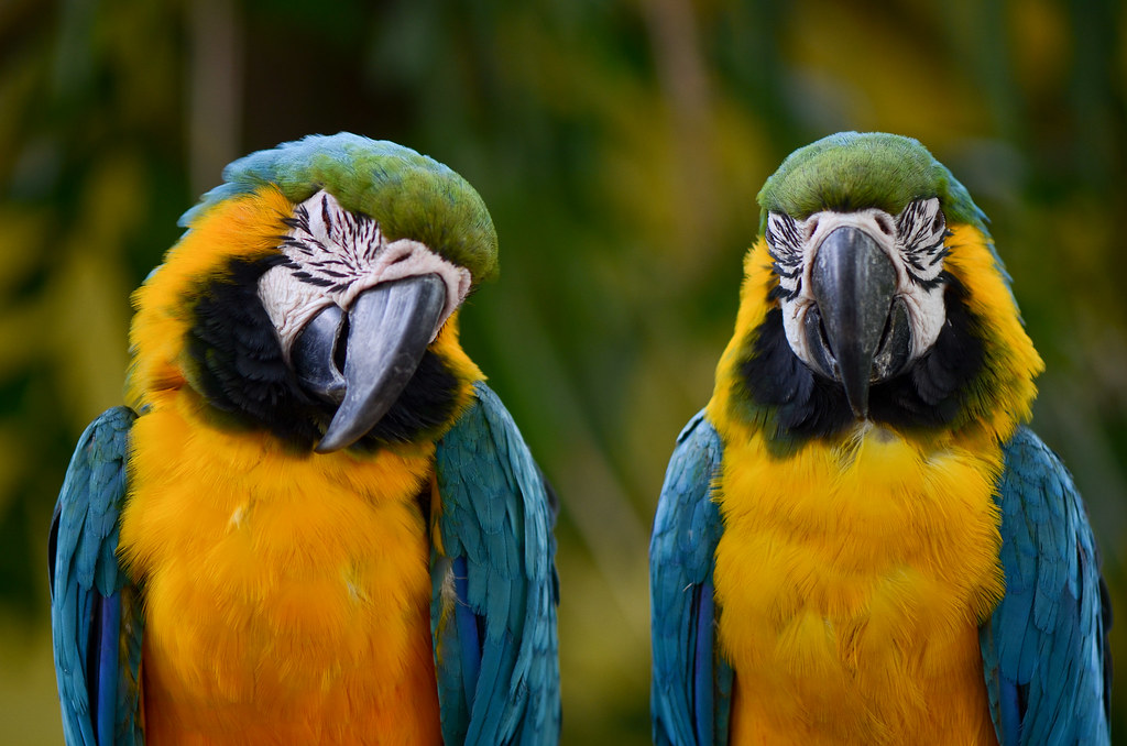 Wildlife trafficking in Colombia notably targets birds and macaws