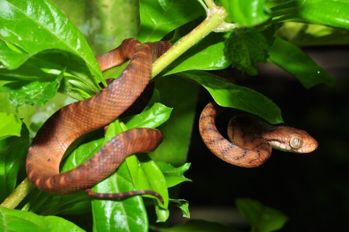 Brown tree snake