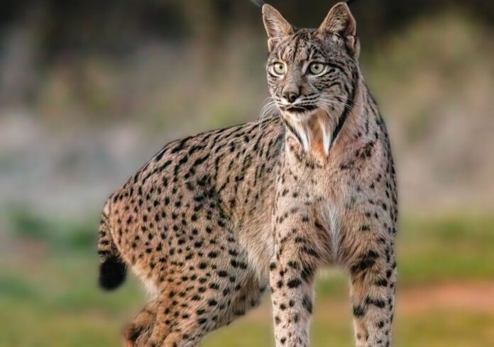 Wild female Iberian Lynx in Spain