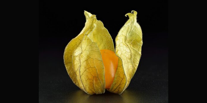 Close-up of an open Physalis peruviana (uchuva/goldenberry) husk revealing the bright orange fruit, symbolizing Colombia’s growing goldenberry export boom.