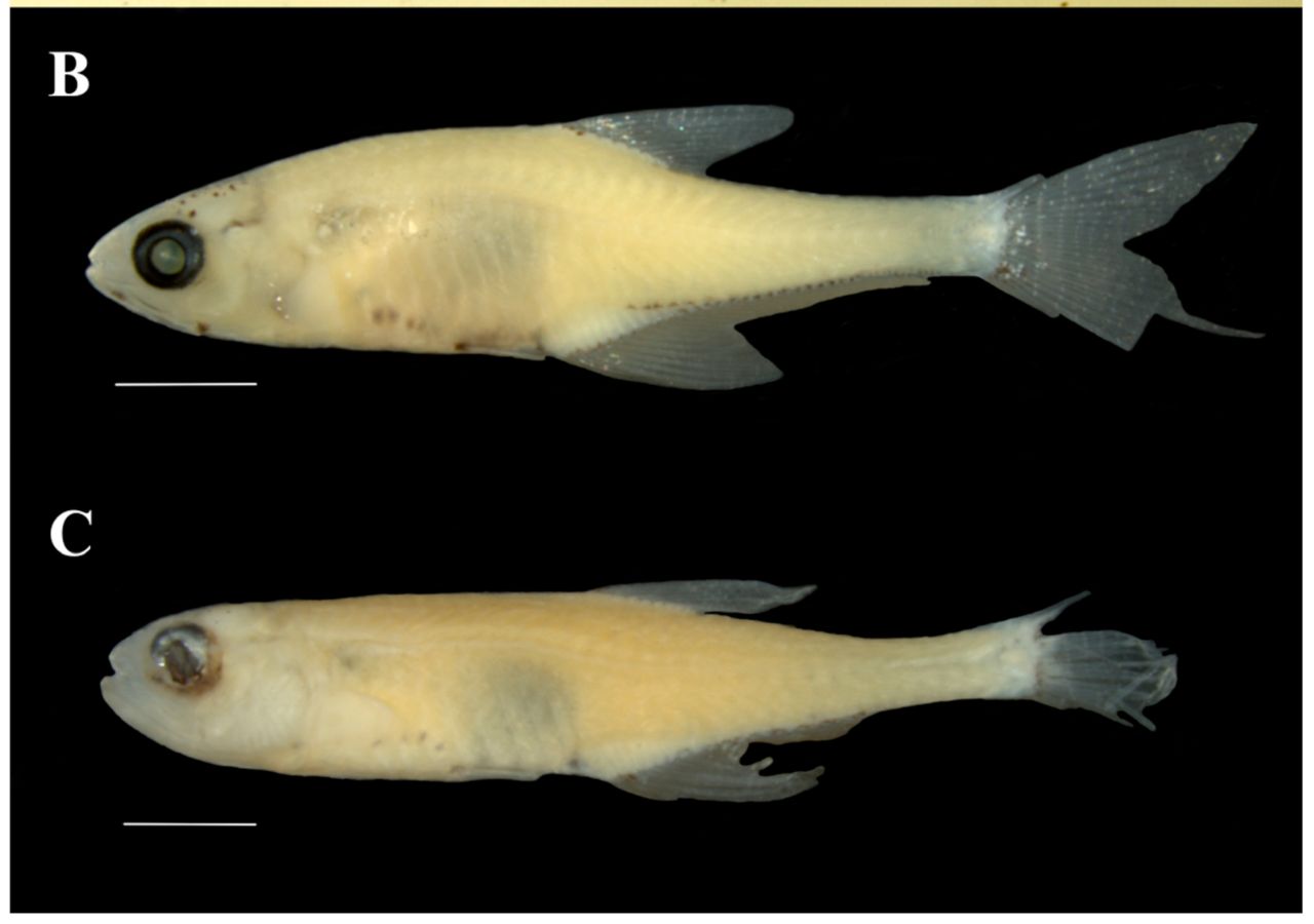 Two new species of Priocharax rex