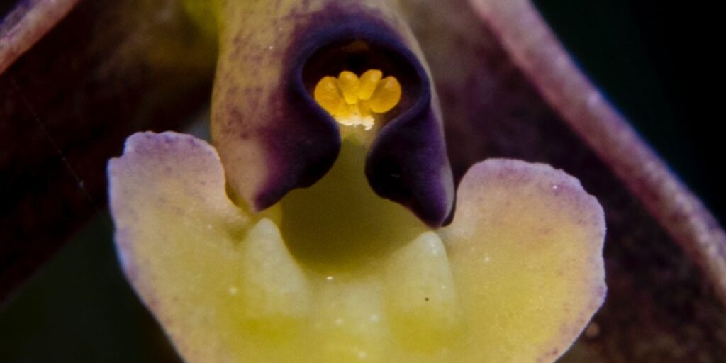 The newly discovered Epidendrum juaicaense orchid from Cundinamarca, featuring delicate green and purple petals.